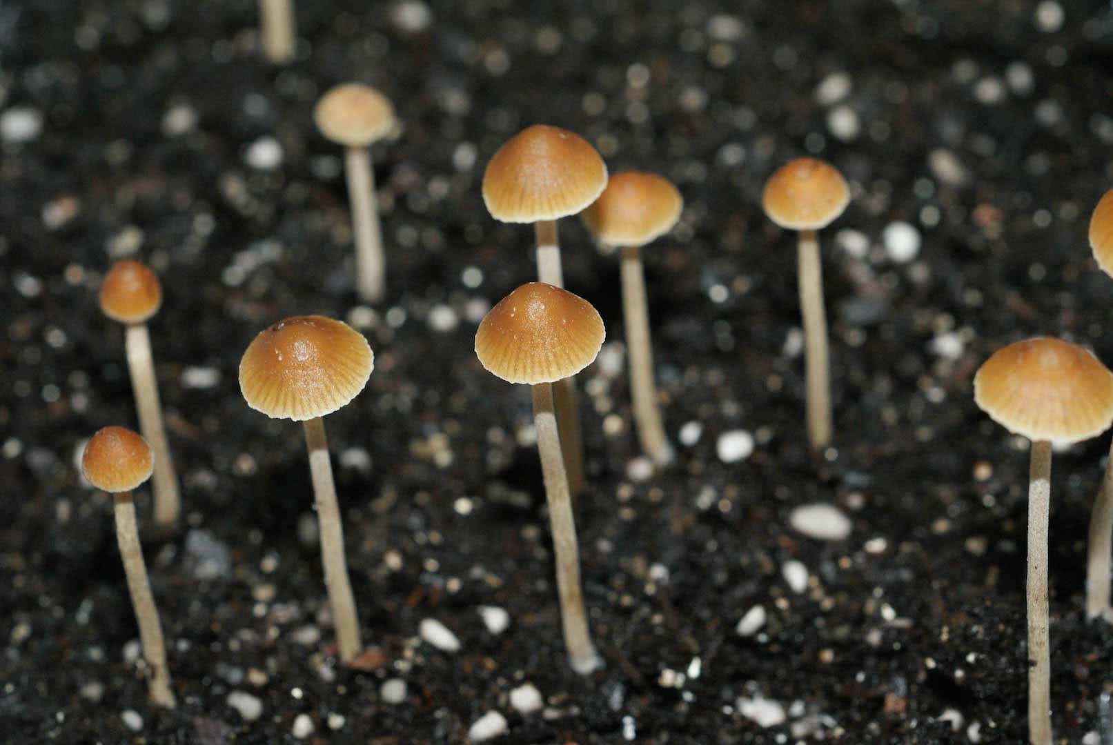 Псилоцибиновые грибы