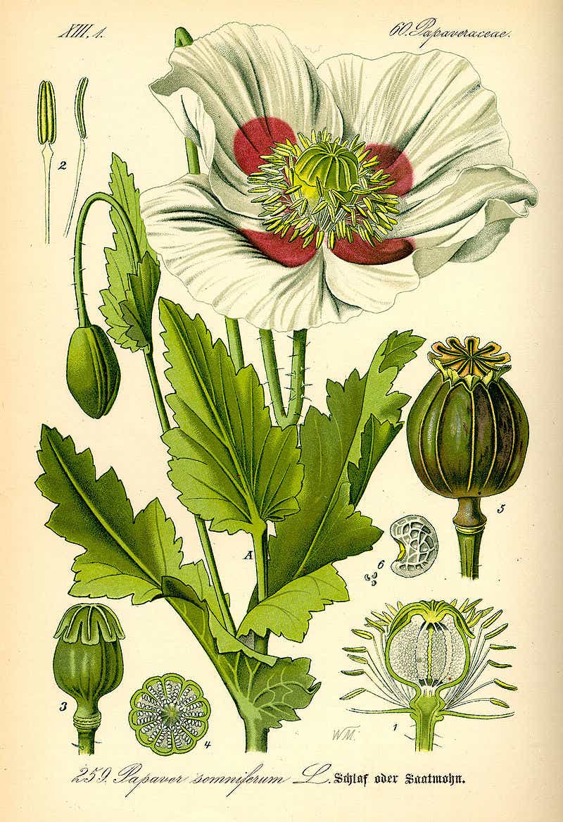 Papaver somniferum - PsychonautWiki