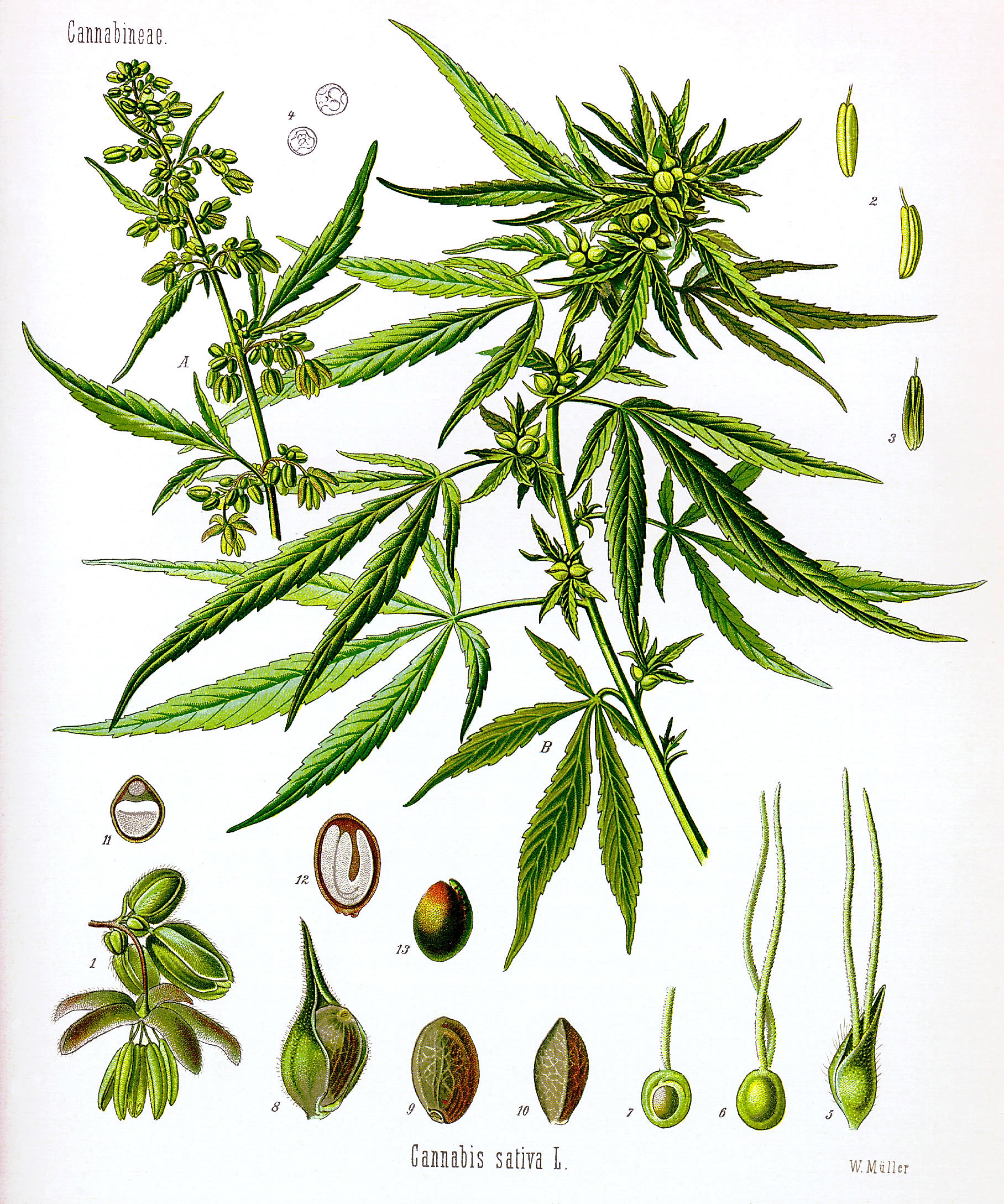 the cannabis grow bible 4th edition