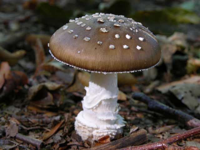 Amanita pantherina - PsychonautWiki