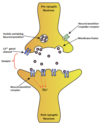 chemical synapse labeled