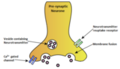 180px-Vesicle.png