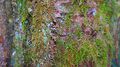 214px-Tree bark.jpg
