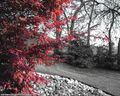 750px-Japanese Maple.jpg