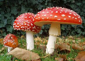 800px-2006-10-25 Amanita muscaria crop.jpg