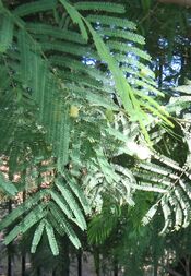 Acacia-berlandieri-flowers4.jpg