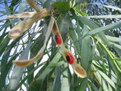 Acacia-salicina-pod-w-seeds.jpg