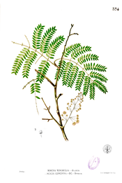Acacia concinna Blanco2.374.png