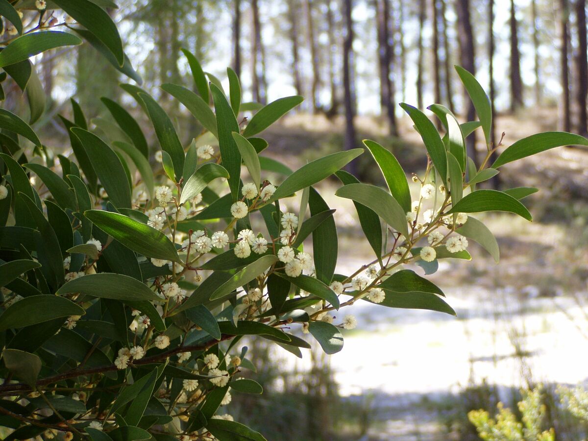 File:Acacia melanoxylon branch.jpg - PsychonautWiki