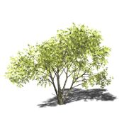 Acacia mellifera 3D-Modell.jpg