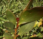 Acacia phlebophylla.jpg