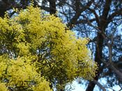 Acacia prominens 3.jpg