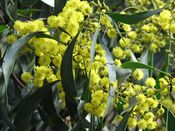 Acacia pycnantha Golden Wattle.jpg