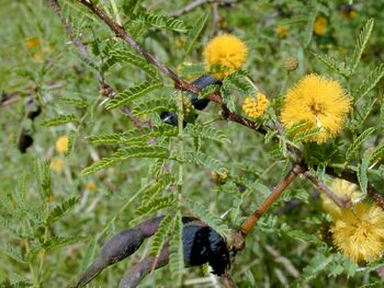 acacias psychoactive psychonautwiki farnesiana acacia