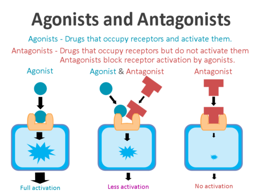 Figure 1 From Antagonism Between Members Of The Cnc Bzip Family And The