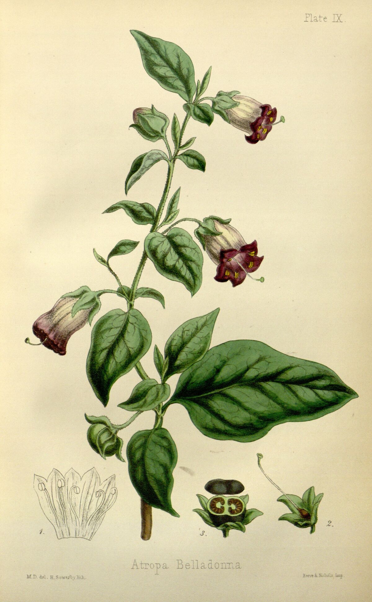 Atropa belladonna - PsychonautWiki