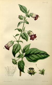 Atropa belladonna.jpg