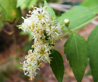 Calea ternifolia.jpg