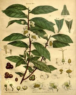 Camellia sinensis.jpg