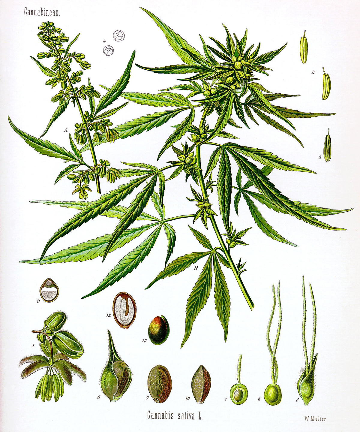 Cannabinoids.Handbook of Experimental Pharmacology.pdf