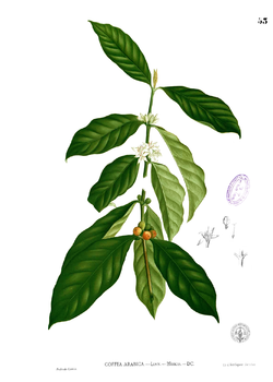 Coffea Arabica.png