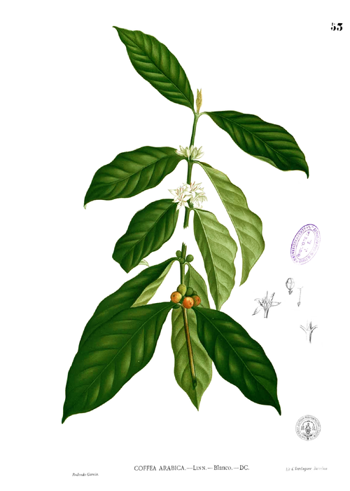 Coffea botany PsychonautWiki