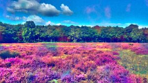 Colour shifting field.jpg