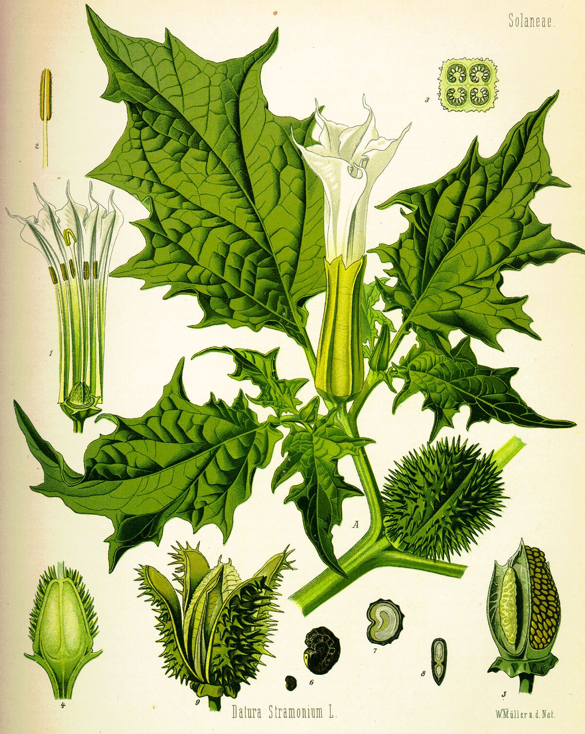 Datura Psychonautwiki