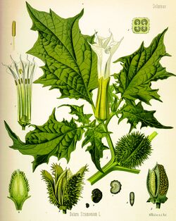 Datura inoxia.jpg