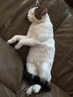 Drifting cat by Anonymous.gif