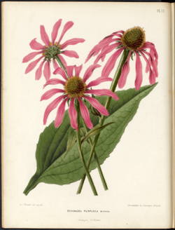 Echinacea pupurea.png