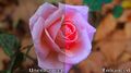 Enhancement of colour rose.jpg