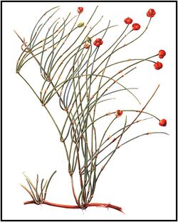 Ephedra sinica.JPG