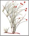 Thumbnail for version as of 00:36, 6 March 2016