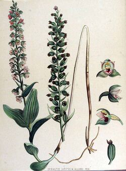 Epipactis helleborine.jpg