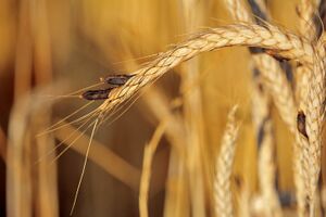 Ergot Fungus On Rye