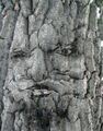 Face within tree bark.jpg