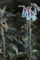 Flowers by Chelsea Morgan.gif