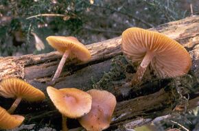 Galerina marginata222.jpg