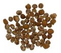 Hawaiian-baby-woodrose-seeds.jpg