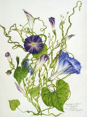 Ipomoea tricolor (Botany).jpg