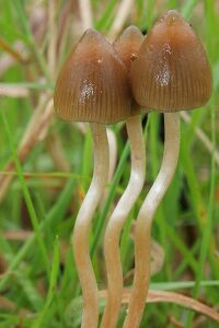 Psilocybin therapy - Wikipedia