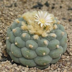 Lophophora-fricii-albiflora.jpg