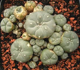 Lophophora williamsii ies.jpg