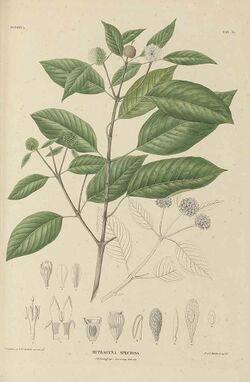 Mitragyna speciosa.jpg