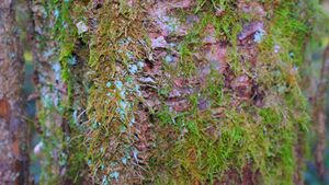 Moss on tree bark.jpg