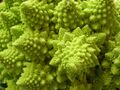 Natural fractal close up.jpg