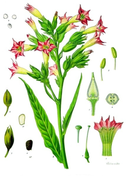 Nicotiana Tabacum.png