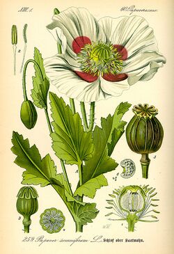 Papaver somniferum (Botany).jpg