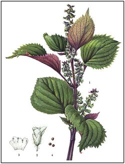 Perilla frutescens.jpg